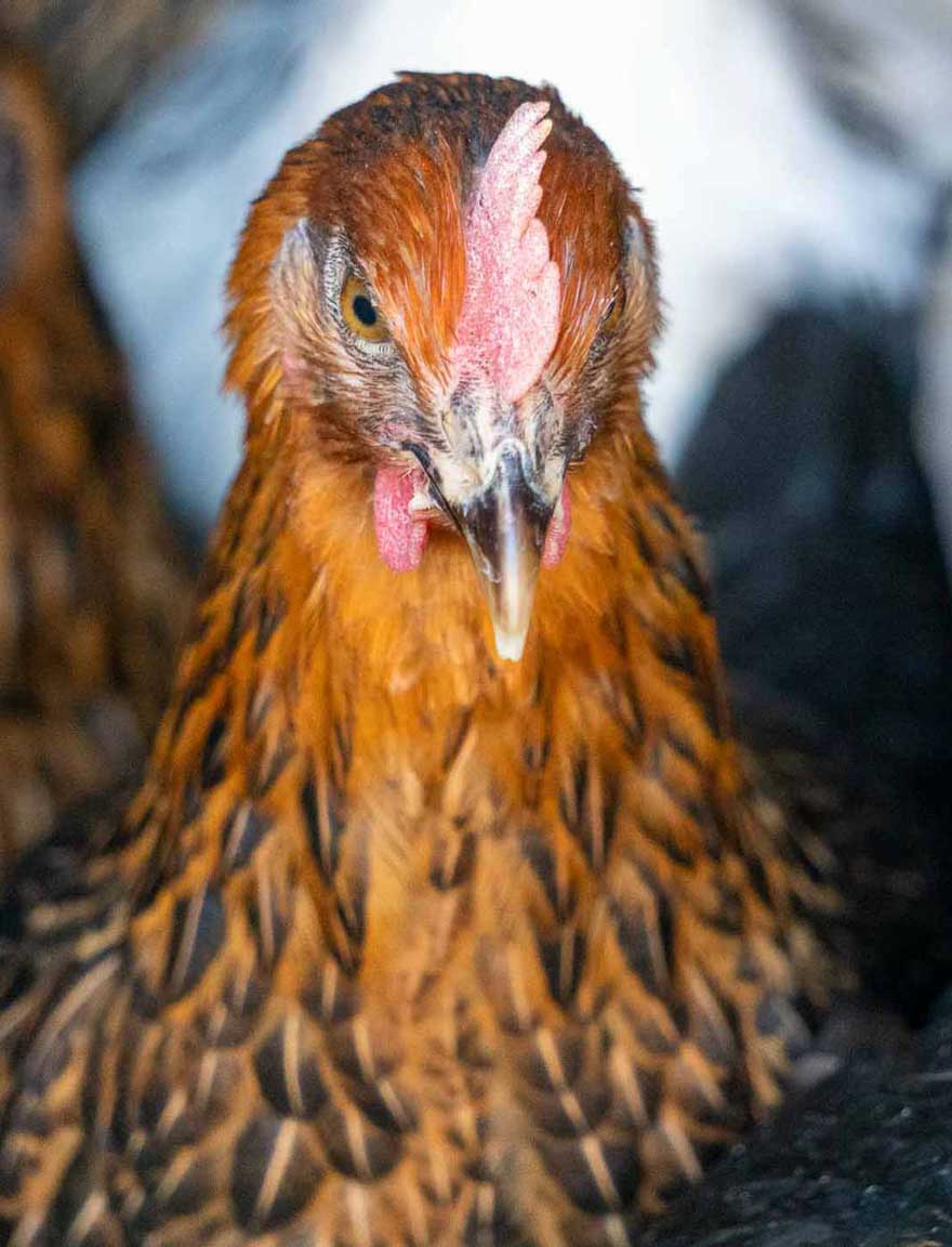 Geflügelhof Höwelberend Hahn
